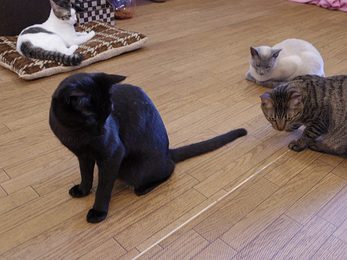 保護猫カフェ DearCat ＠生駒市-15