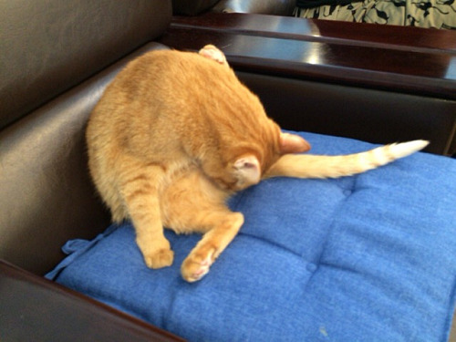 保護猫カフェ DearCat ＠生駒市-16