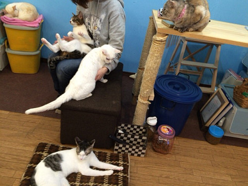 保護猫カフェ DearCat ＠生駒市-17