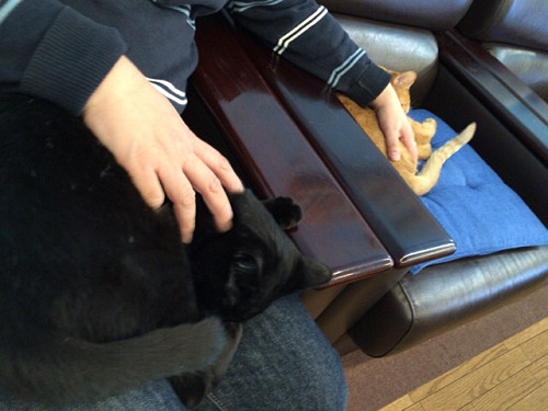 保護猫カフェ DearCat ＠生駒市-19