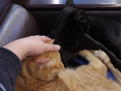 保護猫カフェ DearCat ＠生駒市-20