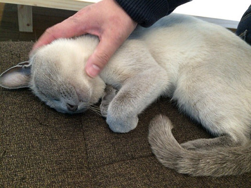 保護猫カフェ DearCat ＠生駒市-21