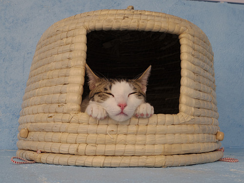 保護猫カフェ DearCat ＠生駒市-22