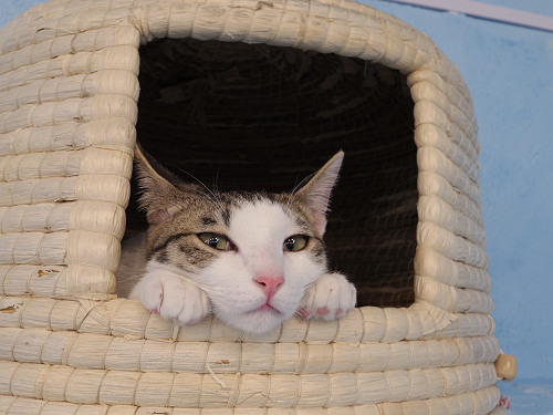 保護猫カフェ DearCat ＠生駒市-23