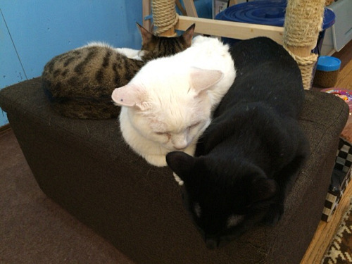 保護猫カフェ DearCat ＠生駒市-24