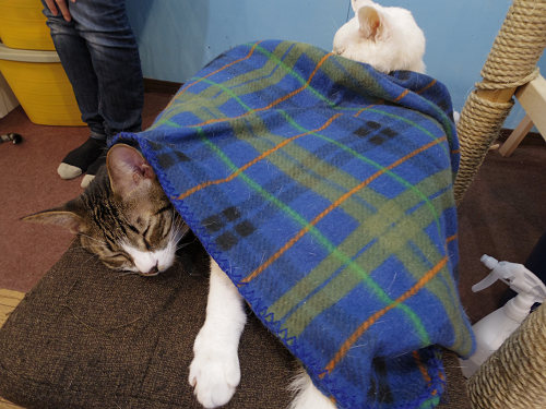 保護猫カフェ DearCat ＠生駒市-25