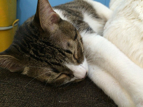 保護猫カフェ DearCat ＠生駒市-26