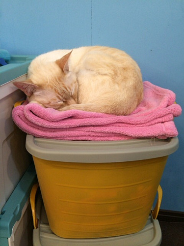 保護猫カフェ DearCat ＠生駒市-27