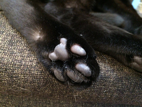 保護猫カフェ DearCat ＠生駒市-28