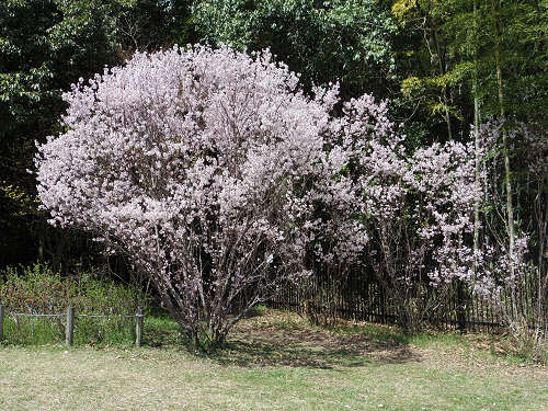 啓翁桜(ケイオウザクラ)@馬見丘陵公園-01 啓翁桜(ケイオウザクラ)@馬見丘陵公園-01
