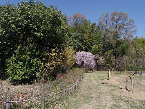 啓翁桜(ケイオウザクラ)@馬見丘陵公園-02 啓翁桜(ケイオウザクラ)@馬見丘陵公園-02
