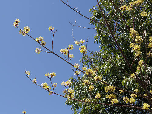 啓翁桜(ケイオウザクラ)@馬見丘陵公園-07 啓翁桜(ケイオウザクラ)@馬見丘陵公園-07