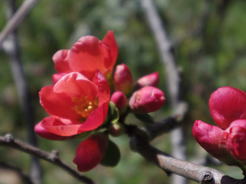 啓翁桜(ケイオウザクラ)@馬見丘陵公園-08 啓翁桜(ケイオウザクラ)@馬見丘陵公園-08