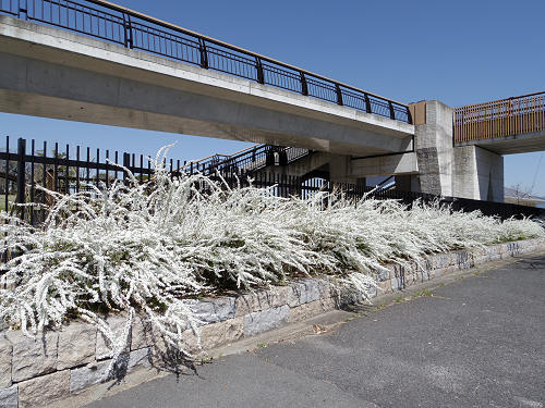 啓翁桜(ケイオウザクラ)@馬見丘陵公園-10 啓翁桜(ケイオウザクラ)@馬見丘陵公園-10