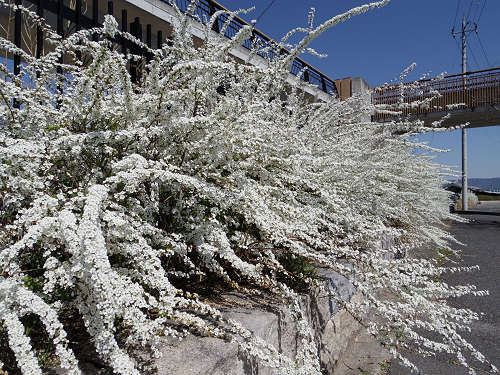 啓翁桜(ケイオウザクラ)@馬見丘陵公園-11 啓翁桜(ケイオウザクラ)@馬見丘陵公園-11