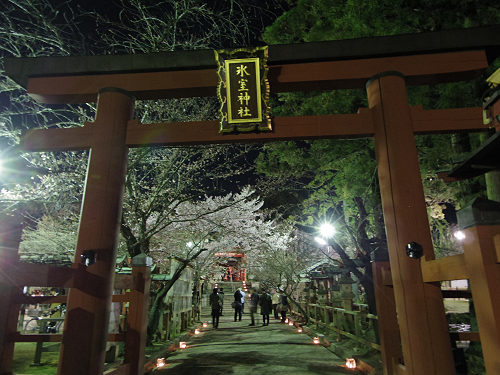 しだれ桜2016＠氷室神社（奈良市）-01