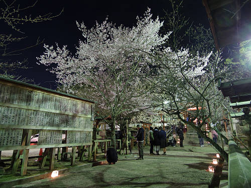 しだれ桜2016＠氷室神社（奈良市）-02