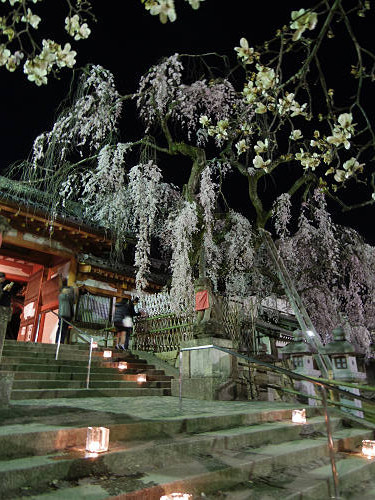 しだれ桜2016＠氷室神社（奈良市）-05
