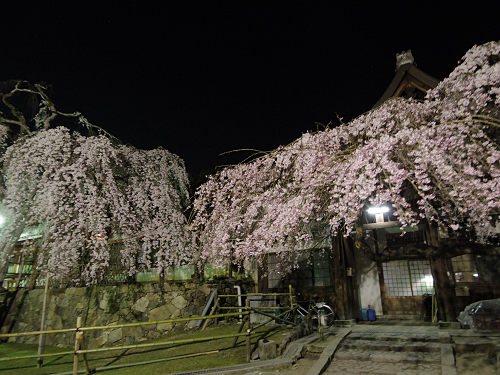 しだれ桜2016＠氷室神社（奈良市）-10