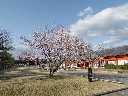 薄墨桜など＠薬師寺-12