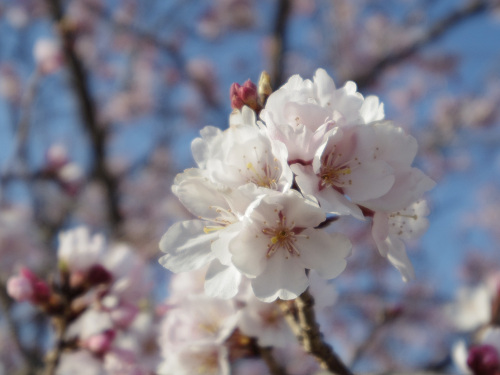 薄墨桜など＠薬師寺-13