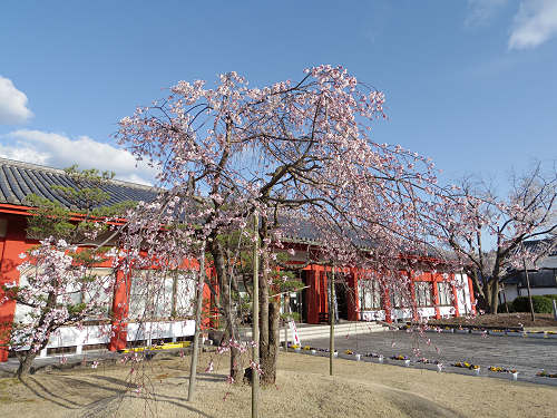 薄墨桜など＠薬師寺-14