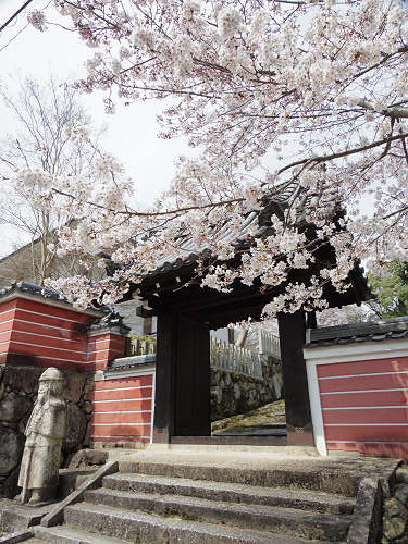 しだれ桜@當麻寺護念院-02 しだれ桜@當麻寺護念院-02