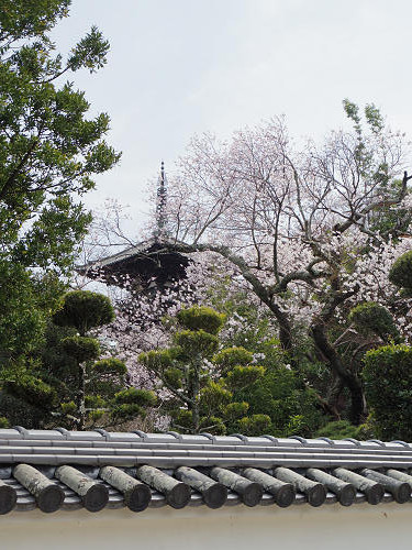 しだれ桜@當麻寺護念院-03 しだれ桜@當麻寺護念院-03