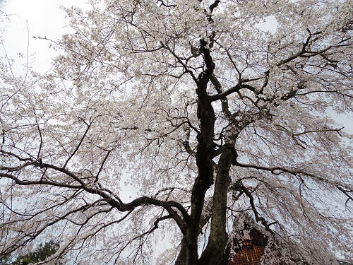 しだれ桜@當麻寺護念院-08 しだれ桜@當麻寺護念院-08