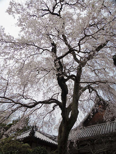 しだれ桜@當麻寺護念院-09 しだれ桜@當麻寺護念院-09