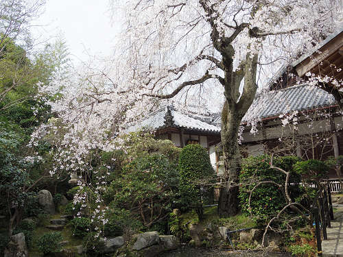 しだれ桜@當麻寺護念院-10 しだれ桜@當麻寺護念院-10