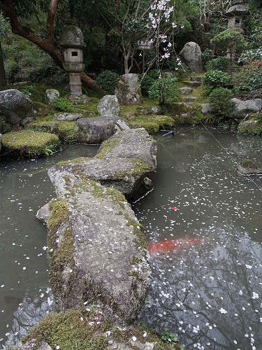 しだれ桜@當麻寺護念院-11 しだれ桜@當麻寺護念院-11