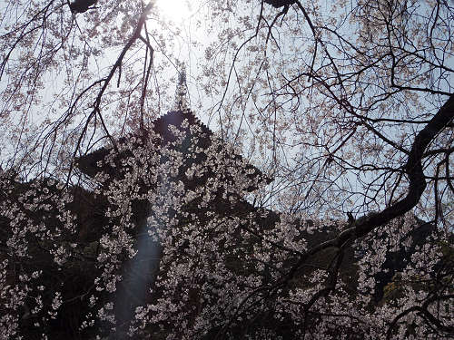 しだれ桜@當麻寺護念院-12 しだれ桜@當麻寺護念院-12
