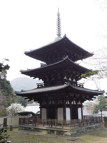 しだれ桜@當麻寺護念院-19 しだれ桜@當麻寺護念院-19