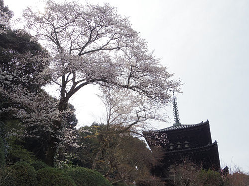 しだれ桜@當麻寺護念院-20 しだれ桜@當麻寺護念院-20