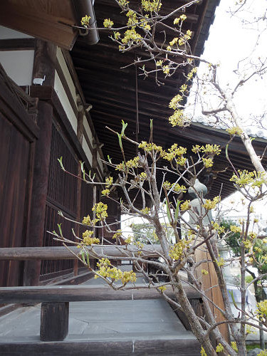 しだれ桜@當麻寺護念院-22 しだれ桜@當麻寺護念院-22