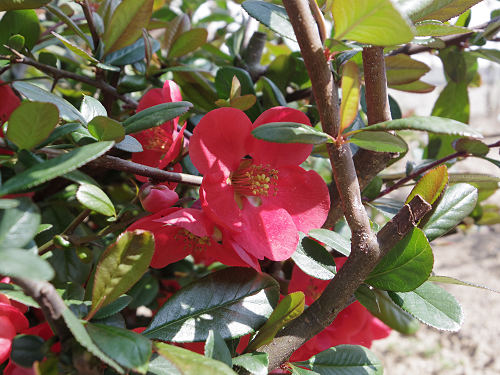 しだれ桜@當麻寺護念院-23 しだれ桜@當麻寺護念院-23
