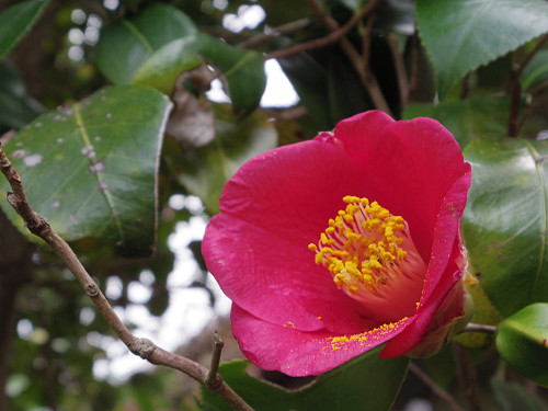 しだれ桜@當麻寺護念院-24 しだれ桜@當麻寺護念院-24