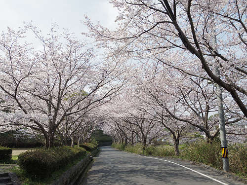しだれ桜@當麻寺護念院-25 しだれ桜@當麻寺護念院-25