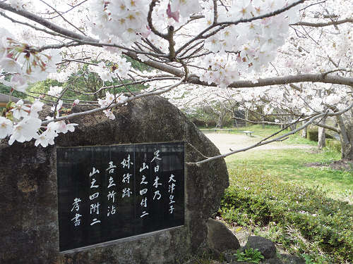 しだれ桜@當麻寺護念院-26 しだれ桜@當麻寺護念院-26