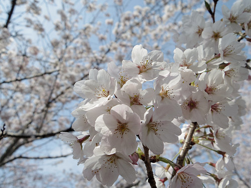しだれ桜@當麻寺護念院-27 しだれ桜@當麻寺護念院-27