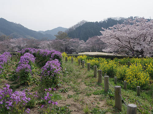 桜と菜の花『石舞台古墳』@明日香村-03 桜と菜の花『石舞台古墳』@明日香村-03