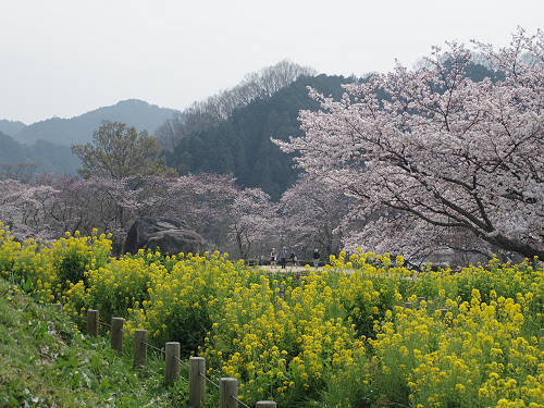 桜と菜の花『石舞台古墳』@明日香村-04 桜と菜の花『石舞台古墳』@明日香村-04