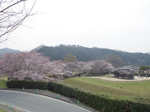 桜と菜の花『石舞台古墳』@明日香村-06 桜と菜の花『石舞台古墳』@明日香村-06