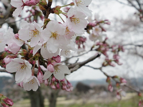 桜と菜の花『石舞台古墳』@明日香村-08 桜と菜の花『石舞台古墳』@明日香村-08