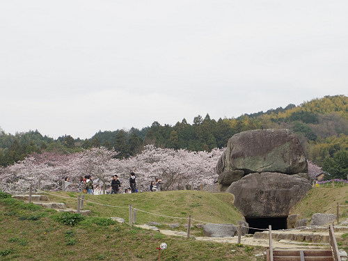 桜と菜の花『石舞台古墳』@明日香村-09 桜と菜の花『石舞台古墳』@明日香村-09