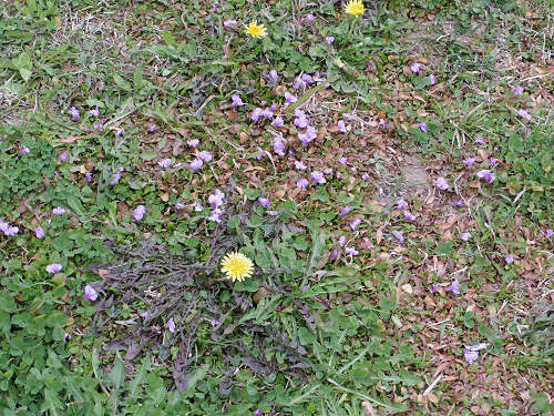 桜と菜の花『石舞台古墳』@明日香村-10 桜と菜の花『石舞台古墳』@明日香村-10