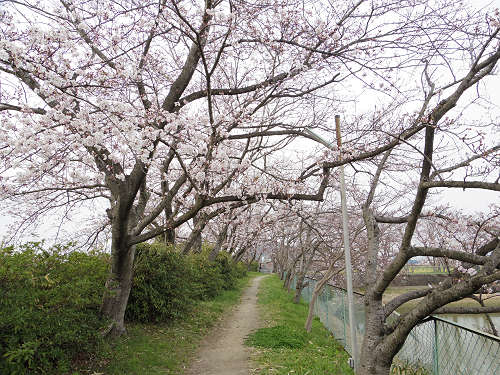 菜の花＋桜＠藤原宮跡-01
