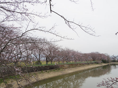 菜の花＋桜＠藤原宮跡-02