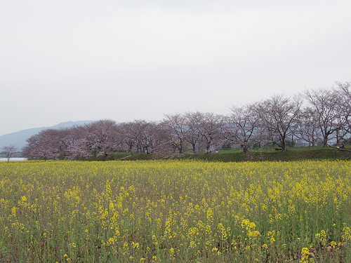 菜の花＋桜＠藤原宮跡-05